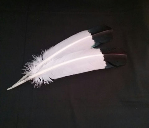 FEATHERS / WRITING TOOLS
