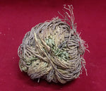 SMALL ROSE OF JERICHO FLOWER