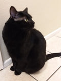 BLACK CAT HAIR